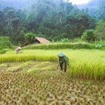 Tradición única del pueblo Thai en Nghe An para conservar el arroz