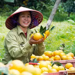Vietnam apuesta por producción verde y cadenas estandarizadas para mejorar exportaciones de frutas y verduras en 2026