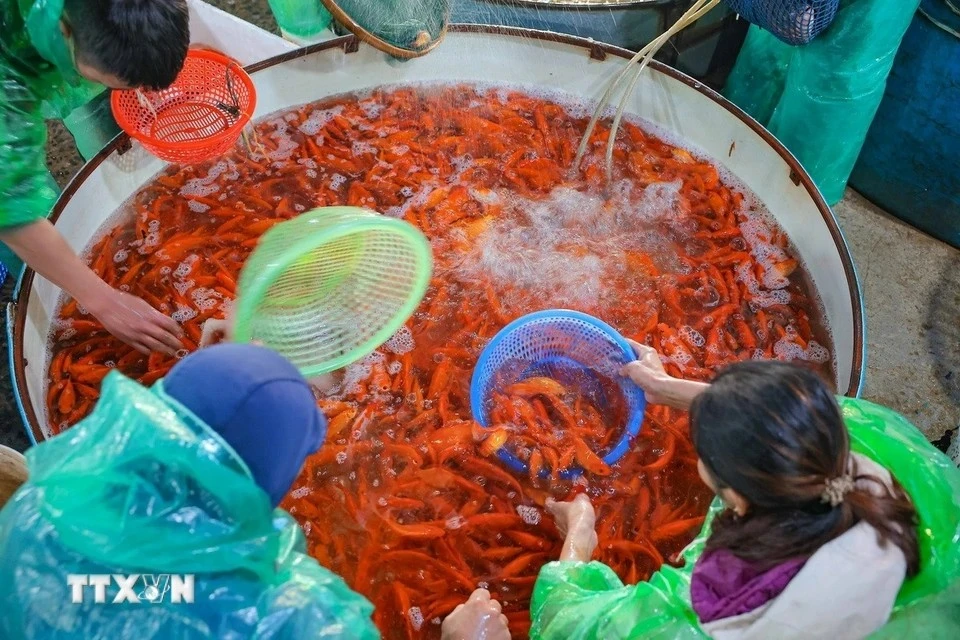 Muchos comerciantes se reunieron en el mercado de pescado de Yen So para elegir y comprar su carpa favorita en la noche del 21 de enero. (Foto: VNA)