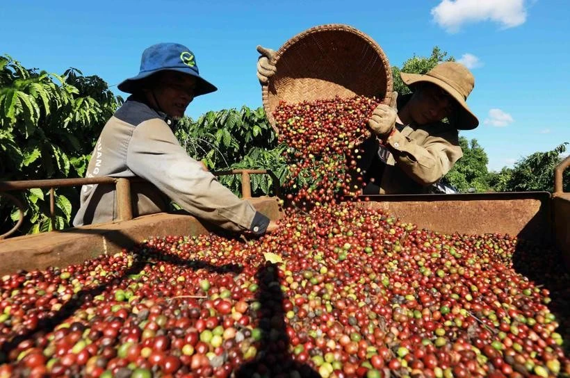 Cosecha de café en la ciudad de Buon Ma Thuot, Dak Lak. (Foto: VNA)