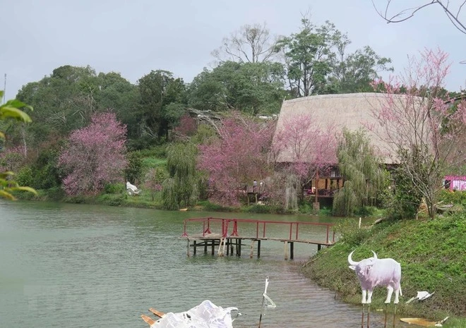 El lago Dak Ke, un famoso destino turístico en la ciudad de Mang Den, está cubierto de cerezos en flor. (Foto: VNA)