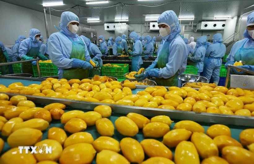 Procesamiento de productos de mango para exportación a los mercados de EE. UU., Europa, Corea del Sur y Japón en la fábrica de la Compañía de Frutas y Hortalizas An Giang. (Fuente: VNA)