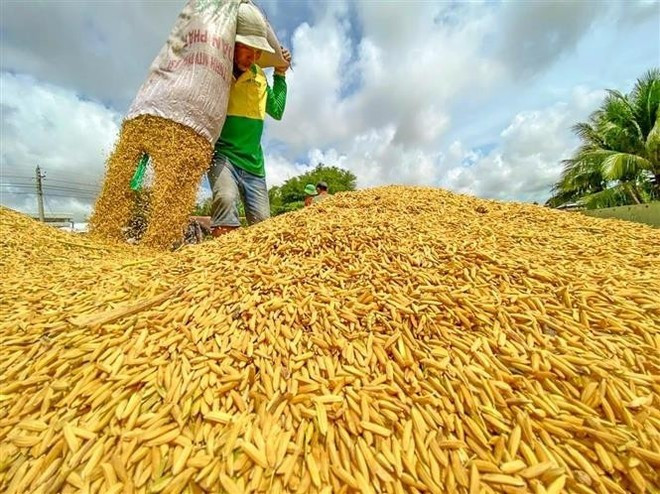 Arroz recién cosechado. (Foto: VNA)