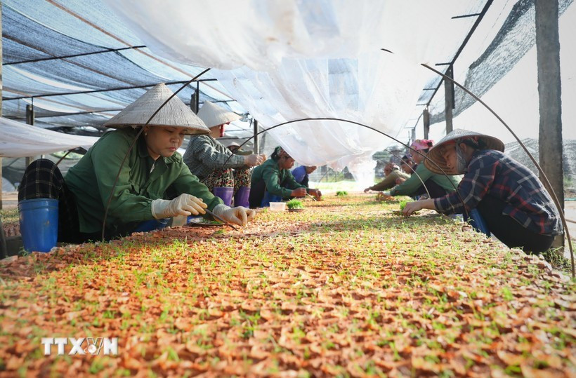 Se implementa la Resolución n.º 68-NQ/TW para liberar recursos para más de 940.000 empresas privadas y 5,2 millones de hogares empresariales en todo el país. (Foto: VNA)