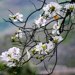 La belleza pura y delicada de la flor de ban. Foto: VNA