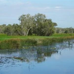 Restauran el ecosistema de humedales en Parque Nacional Tram Chim 