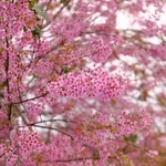 Da Lat atrae a visitantes en temporada de flor de cerezo 