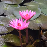 Los nenúfares lucen sus delicadas flores púrpuras sobre el río. (Foto: VNA)