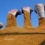 El grano de arroz, como producto final, queda listo para su venta. (Foto: VNA)