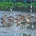 Bandadas de garzas blancas y cigüeñas de cuello lanudo (especie rara incluida en el Libro Rojo de Vietnam) buscan alimento en los humedales del Parque Nacional Tram Chim. (Foto: VNA)