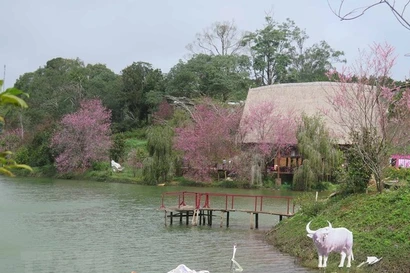 El lago Dak Ke, un famoso destino turístico en la ciudad de Mang Den, está cubierto de cerezos en flor. (Foto: VNA)