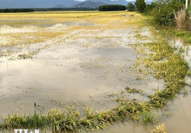 Arrozales en la provincia de Lam Dong quedaron sumergidos tras la lluvia. (Foto: VNA)