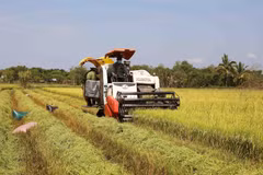 Oportunidades y desafíos para exportaciones del arroz vietnamita en 2025