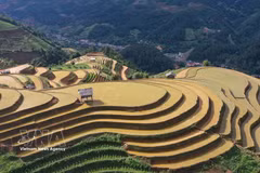 Arrozales en terrazas de la región montañosa de Mu Cang Chai en Lao Cai