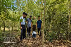 El lugar de liberación se selecciona cuidadosamente para proporcionar las condiciones ecológicas adecuadas y mejorar las posibilidades de supervivencia del pangolín en la naturaleza. (Foto: VNA)