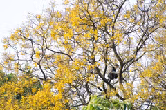 Flores de Lim Xet iluminan la península de Son Tra con su resplandor amarillo