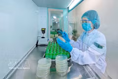 La fábrica de Nestlé en Bong Sen (Hung Yen) aplica tecnología digital en la producción ecológica. Foto: VNA
