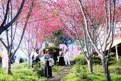 La flor de cerezo (Prunus cerasoides), conocida en Vietnam como mai anh đào, florece en todo su esplendor en la zona turística de Pha Din Top, atrayendo a numerosos visitantes. (Foto: VNA)