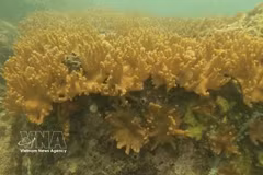 Se acaba de descubrir un coral ramificado de la especie del coral en la Reserva Marina de la provincia de Ca Mau. (Foto: VNA)