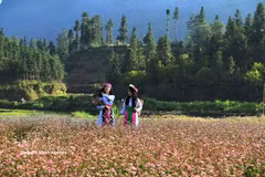 Las jóvenes de la etnia H’Mông, en la meseta kárstica de Dong Van (Tuyen Quang), posa entre los campos de flores de alforfón del valle bajo los primeros rayos del sol. Foto: VNA