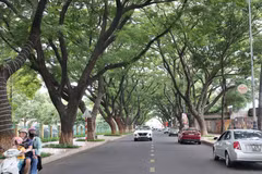 Buon Ma Thuot: una ciudad bajo la sombra de árboles centenarios