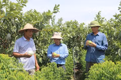 Los productos agrícolas de la comuna de Khanh Trung, provincia de Ninh Binh, certificados por el programa OCOP, contribuyen a aumentar los ingresos y consolidar la marca local. Foto: VNA