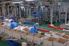 La empresa Long Hai, ubicada en el Clúster Industrial 1, barrio de Thach Khoi, ciudad de Hai Phong, produce cada año cientos de toneladas de productos destinados al consumo nacional y a la exportación. Foto: VNA