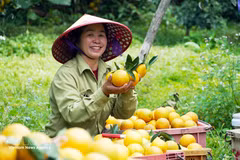 Vietnam apuesta por producción verde y cadenas estandarizadas para mejorar exportaciones de frutas y verduras en 2026