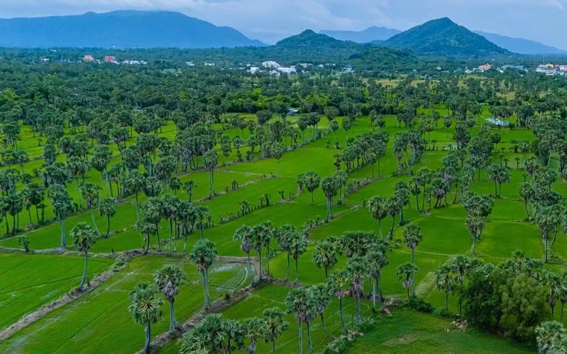 Las palmas Thot Not en la provincia de An Giang (Foto: VNA)