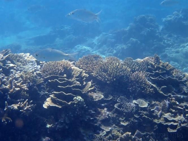 Arrecife de coral en la reserva marina del Parque Nacional Nui Chua (Ninh Hai, provincia de Ninh Thuan). Foto: VNA vna-potal-ngay-quoc-te-da-dang-sinh-hoc-225-e2809csong-hai-hoa-voi-thien-nhien-va-phat-trien-ben-vunge2809d-8043534.jpg