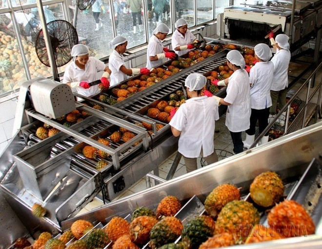 Las principales exportaciones de Vietnam a Senegal son pimienta, textiles y hortalizas. (Foto: VNA) che-bien-nong-san.jpg