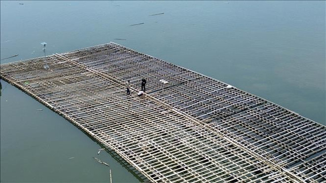 Habitantes del distrito de Ha An, provincia de Quang Ninh, revisan y refuerzan las balsas de cultivo de mariscos. Foto: VNA hc3acnh-e1baa3nh-3.jpg