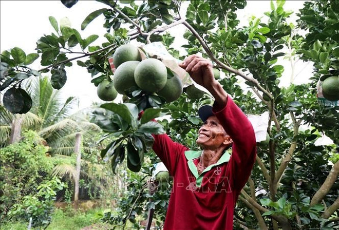 vna-potal-tien-giang-phat-trien-san-xuat-xanh-trong-nong-nghiep-stand-20241209181915.jpg