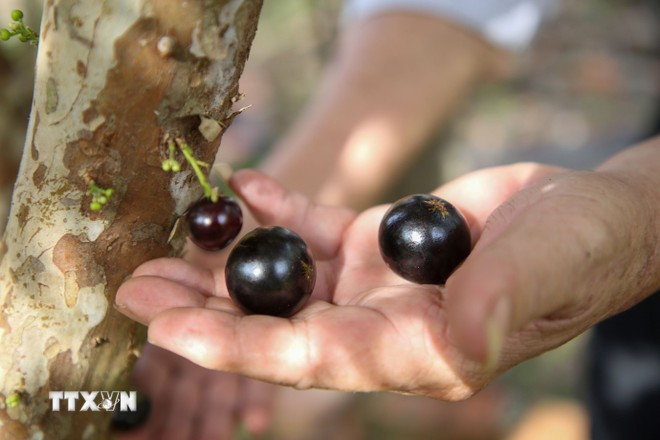 El "nho than go" (Plinia cauliflora) es uno de los productos agrícolas orgánicos de la provincia de Tay Ninh. (Foto: VNA) nha-than-go.jpg