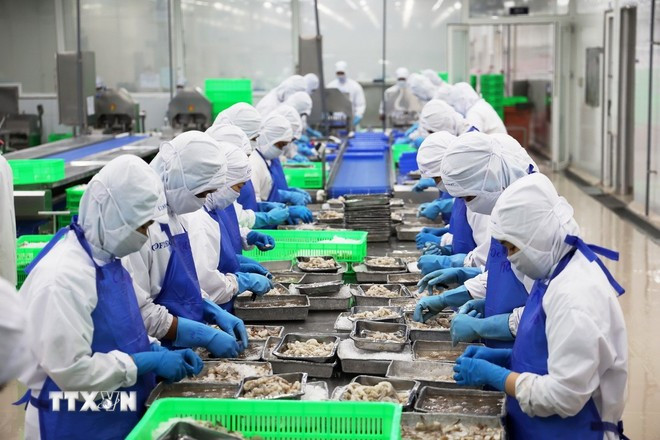 Procesamiento de camarones para exportación. (Foto: VNA) tom-xuat-khau.jpg