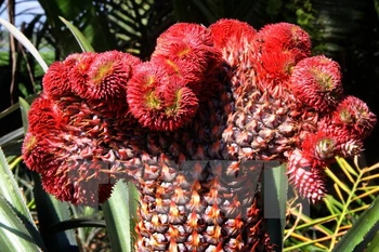 Piñas decorativas, nueva tendencia para Año Nuevo Lunar en vietnam