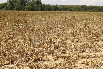 El Niño causa graves pérdidas al cultivo en provincia vietnamita