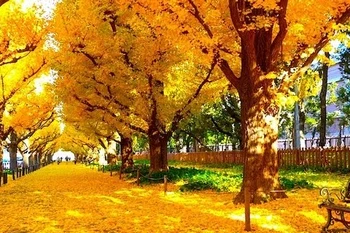 Belleza japonesa en arte tradicional de laca de Vietnam
