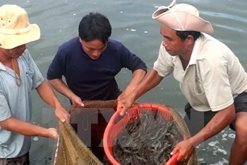 Camarones frescos de Vietnam ante la puerta al mercado australiano