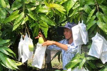 Puerta a mercado australiano abierta para mango vietnamita