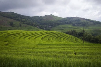 Belleza pacífica de terrazas arroceras en provincia vietnamita de Hoa Binh