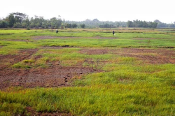  La progresiva salinización amenaza tierras de cultivo en Soc Trang