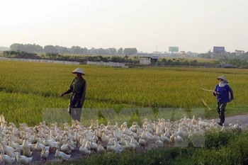 Detectan brote de gripe aviar A/H5N6 en Nam Dinh