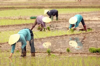 Asistencia canadiense al desarrollo de economía agrícola de Vietnam