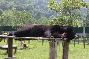 Osos salvados con nueva vida en Parque Nacional de Tam Dao