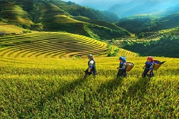 Provincia vietnamita concentra recursos para desarrollo de zonas montañosas y pobladas por minorías étnicas