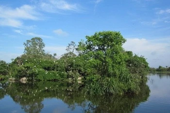 Provincia de Thua Thien- Hue invierte en reforestación de manglares