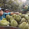 Vietnam iniciará las exportaciones oficiales del durán a la India a partir de julio, lo que abriría una vía clave para la diversificación de mercados. (Foto: VNA)