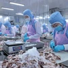 Procesamiento de pulpo para exportación al mercado japonés en la empresa Huy Nam, provincia de An Giang. (Foto: VNA)