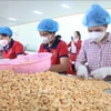 Vietnam aspira a ingresar 4,5 mil millones de USD por exportación de anacardos